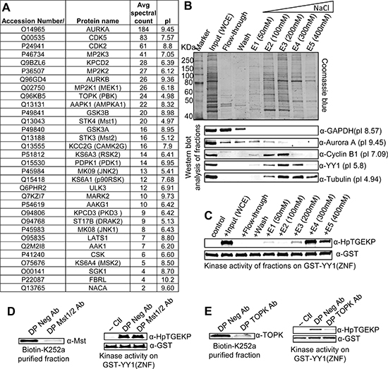 Identification of TOPK as a primary linker kinase candidate.