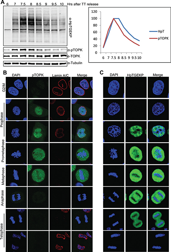 Timing and localization of mitotically active pTOPK in correlation with HpTGEKP.