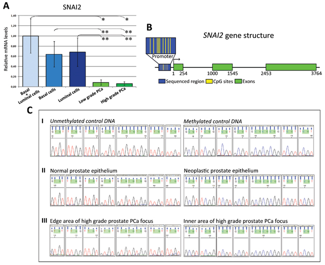 Expression of SNAI2 in normal prostate epithelium and bisulfite genomic sequencing of the proximal promoter region of the SNAI2 gene.
