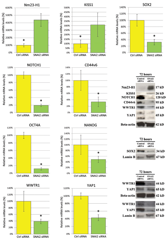 Effects of SNAI2-siRNA on the expression of metastasization- and pluripotency-associated genes in PC3 cells, as assessed by real-time RT-PCR and Western Blot analysis.