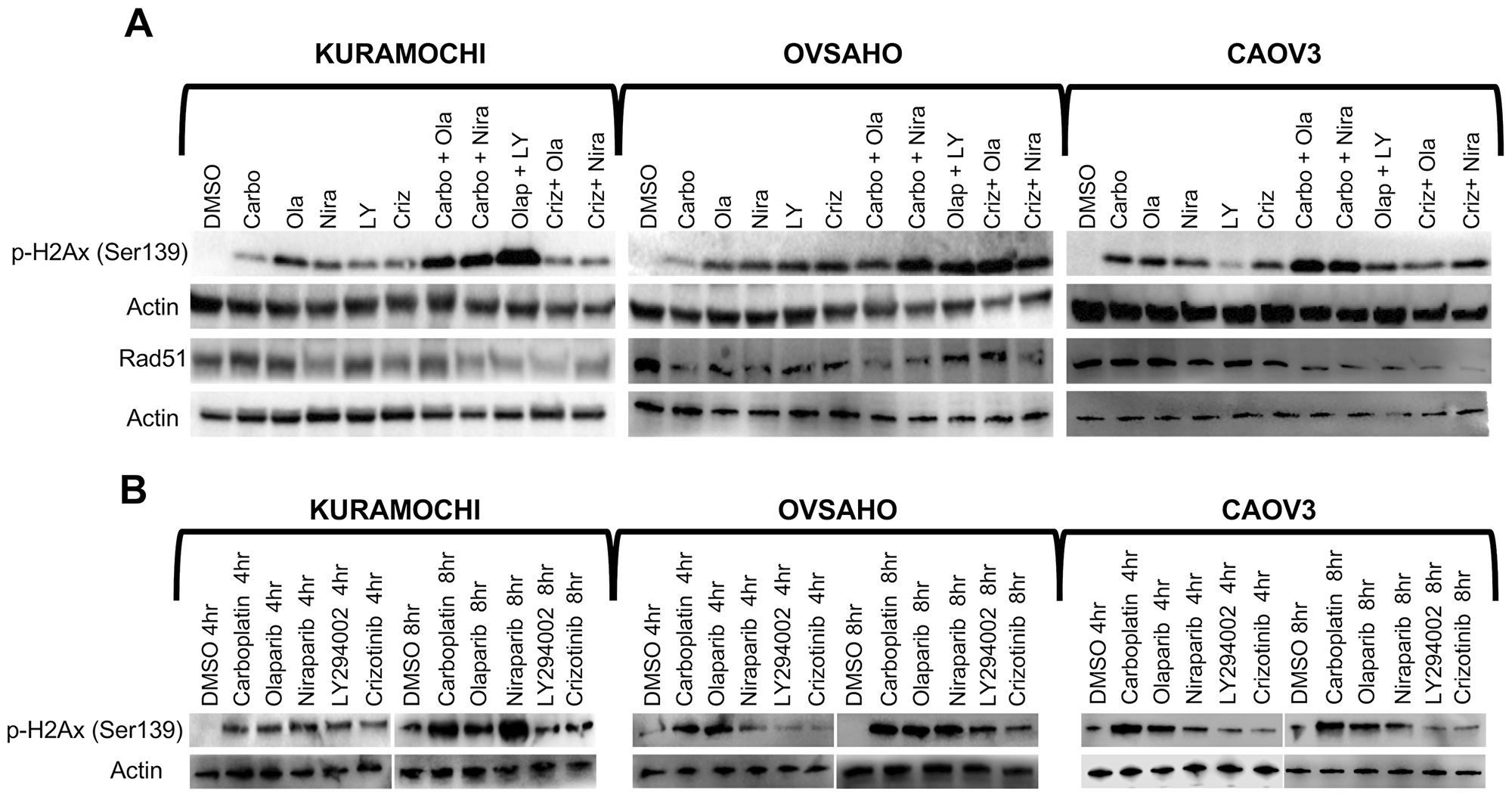 Accumulation of DNA double strand breaks.