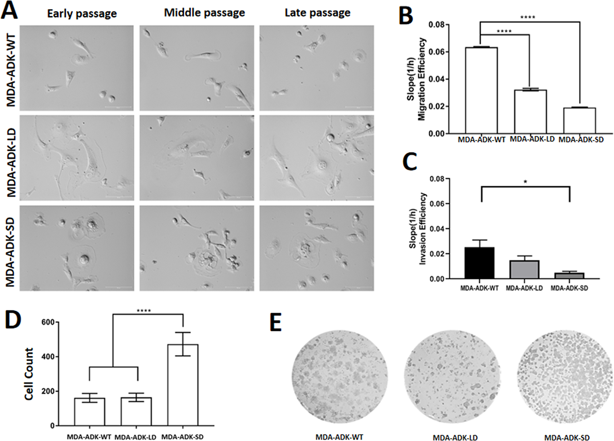 Manipulation of ADK isoforms affects morphology, migration, and invasion of cultured MDA-MB-231 cells.