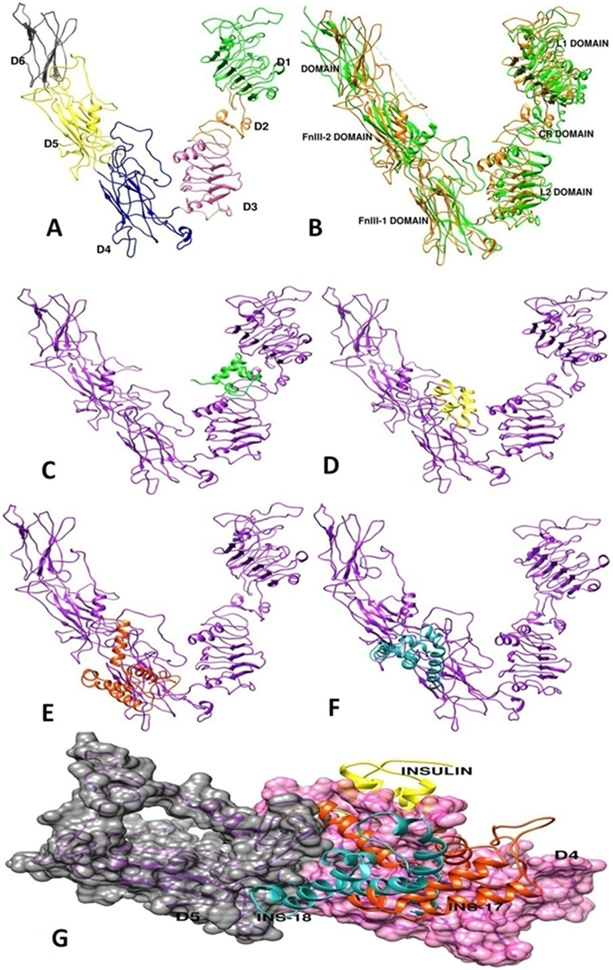 Three-dimensional structure construction of C. elegans DAF-2 insulin-receptor and molecular docking studies of agonist and anatagonist on modelled DAF-2 structure.
