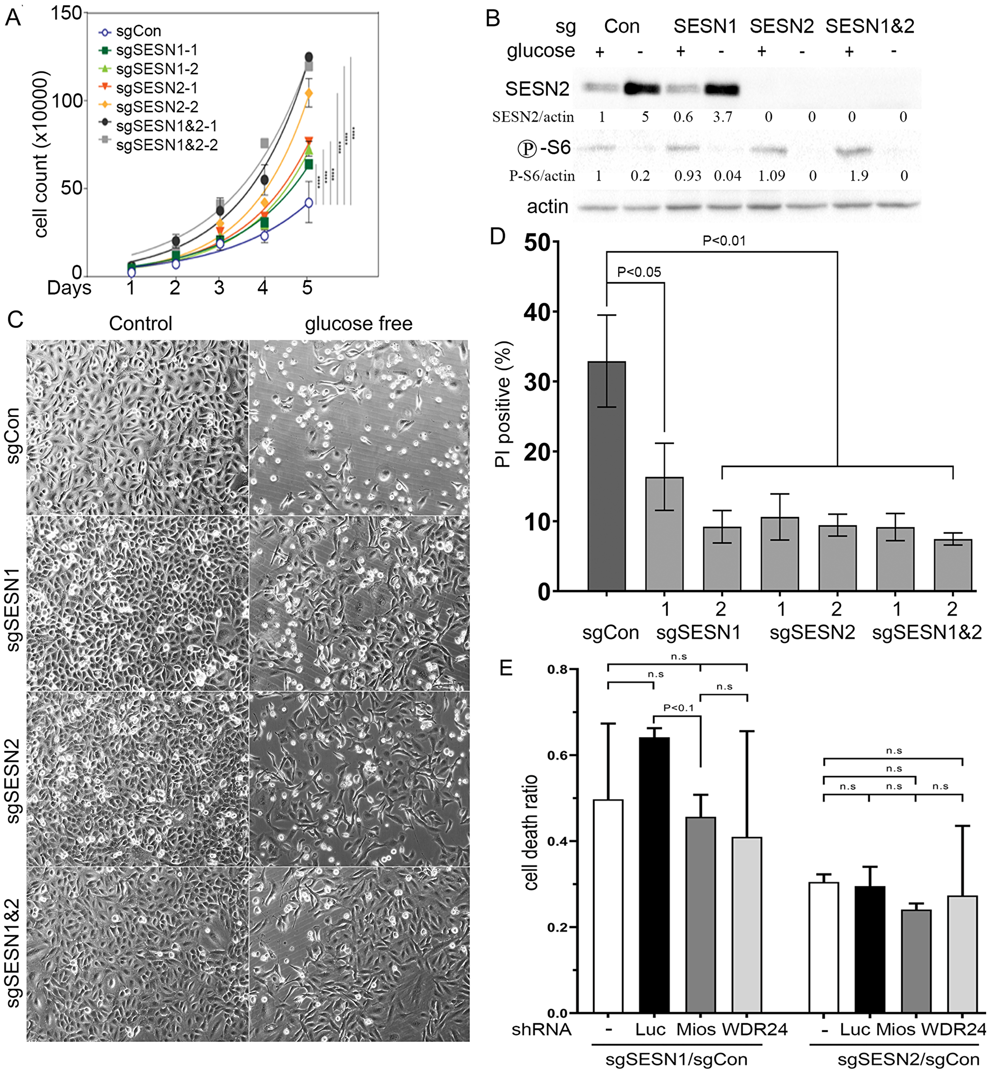 Inactivation of SESN1 and/or SESN2 in lung adenocarcinoma A549 cells stimulates cell proliferation rate and increases resistance to glucose starvation.