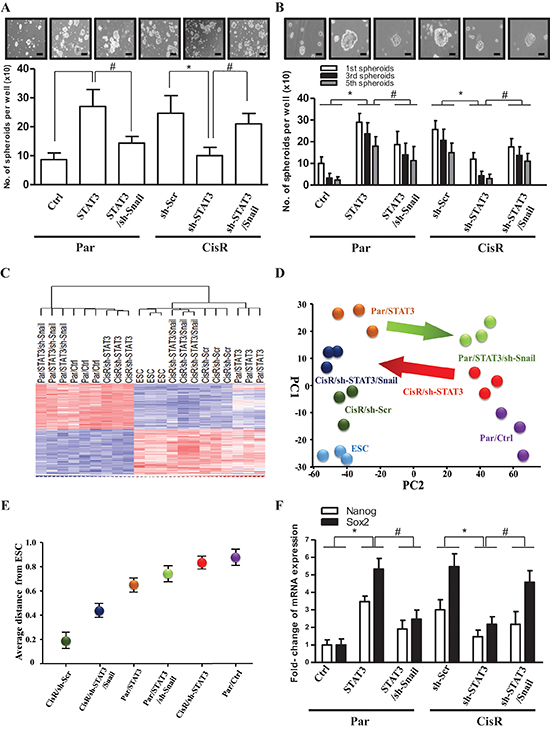 The STAT3/Snail axis induces stemness and tumor-initiating ability in ATRT-CisR cells.