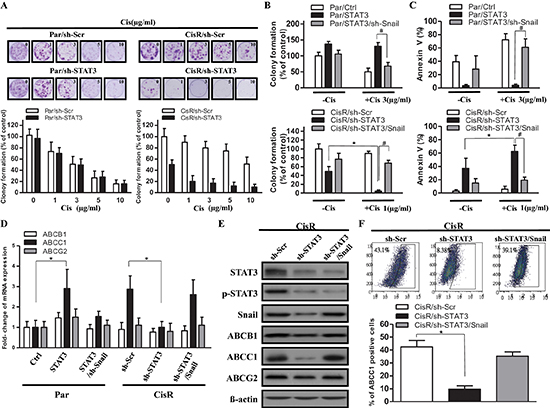 Decreasing STAT3/Snail signaling combined with cisplatin suppresses cell viability and upregulates ABCC1 expression.