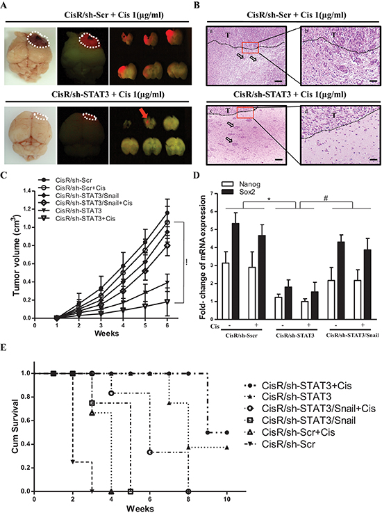 STAT3/Snail axis silencing increases the synergistic effects with chemosensitivity and prolongs the survival of ATRT-CisR in vivo.