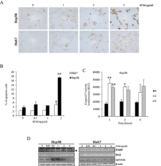 SC66 induces apoptosis in HCC cell lines.