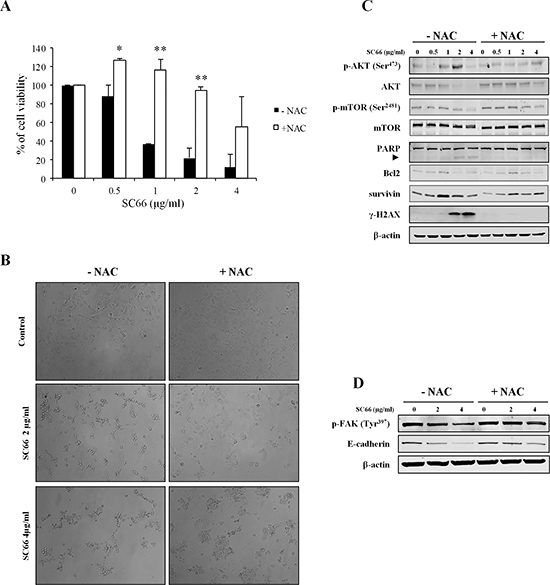 The antioxidant NAC reverts SC66-induced anoikis, cell growth and AKT signaling inhibition.