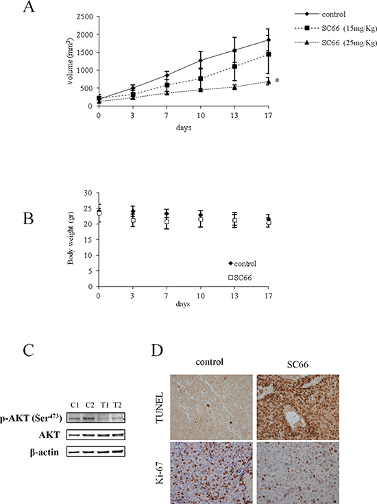 The effect of SC66 on xenograft models of Hep3B cells.
