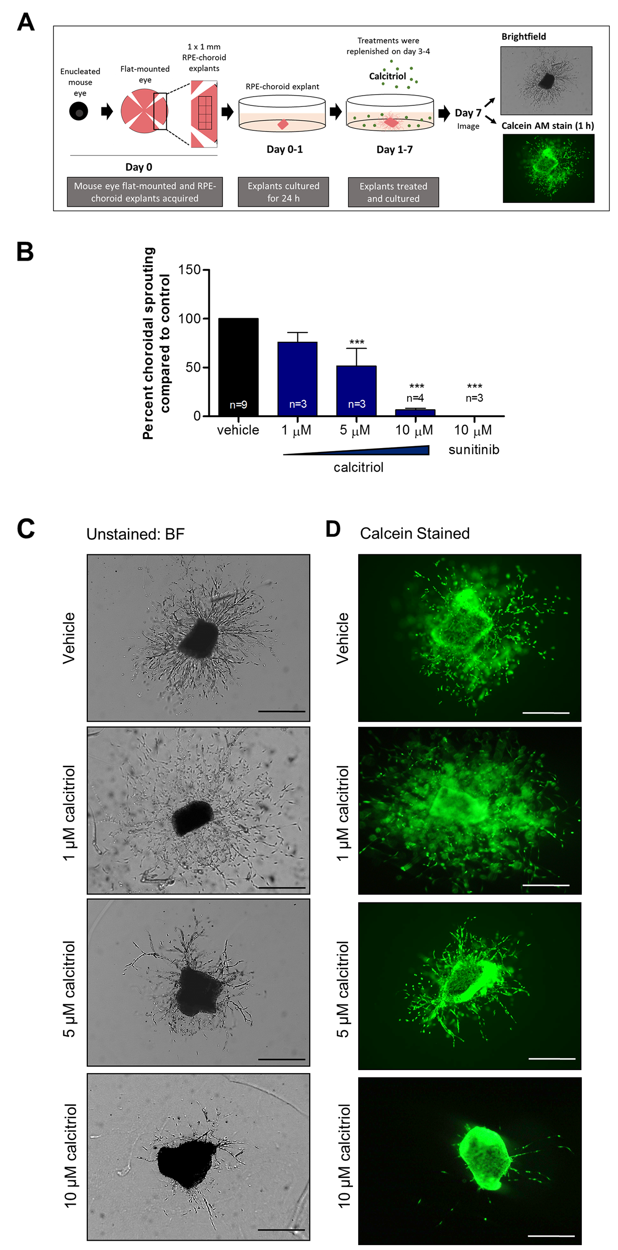 Calcitriol attenuates mouse choroidal sprouting angiogenesis.