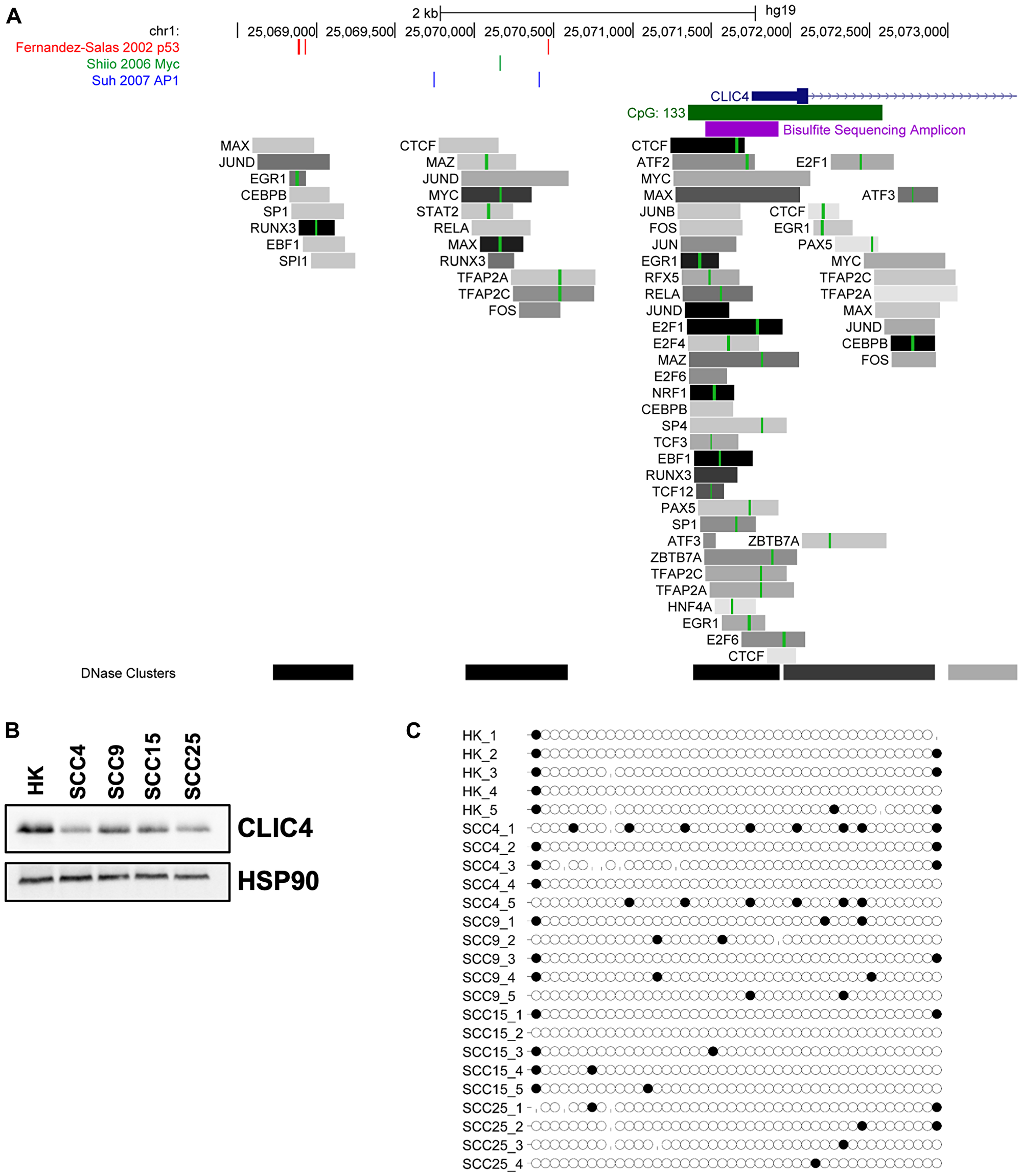 Cancer-associated transcription factors, but not CpG island methylation, regulate CLIC4 expression.