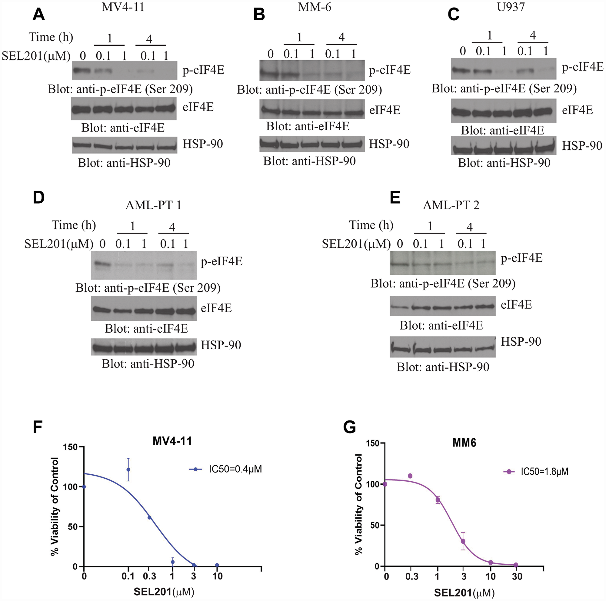 SEL201 suppresses phosphorylation of eIF4E and inhibits cell proliferation in AML.