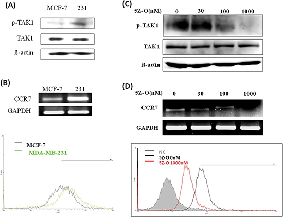 Inhibition of TAK1 attenuates CCR7 expression.