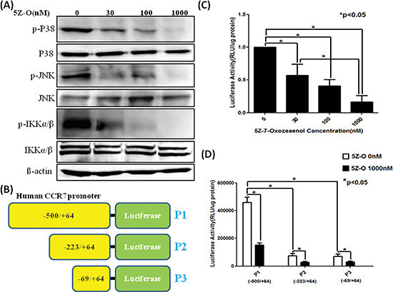 Inhibition of downstream signaling and CCR7 promoter by TAK1 inhibitor.