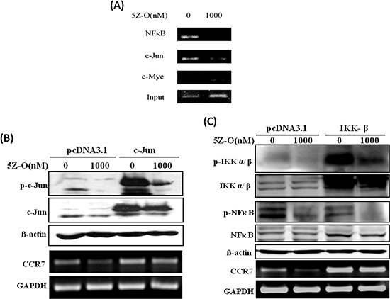 NF-&#x03BA;B and c-JUN are important for TAK1-increased CCR7 expression.