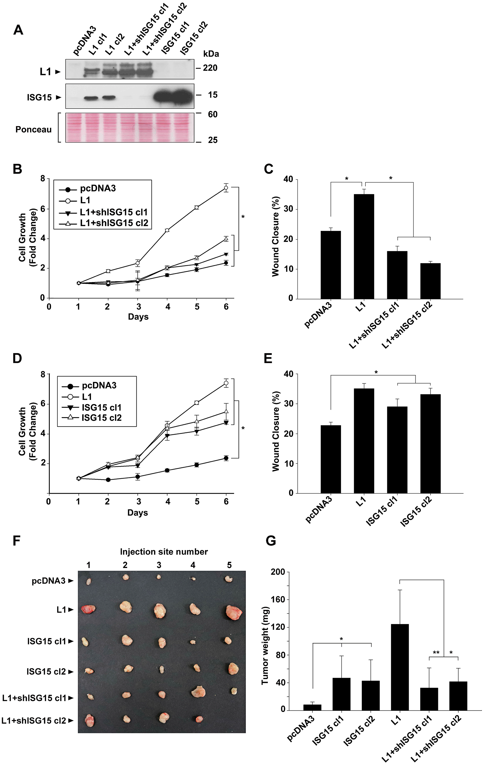 Modulation of ISG15 expression in CRC cells affects cell proliferation, motility and tumorigenesis in human CRC cells.