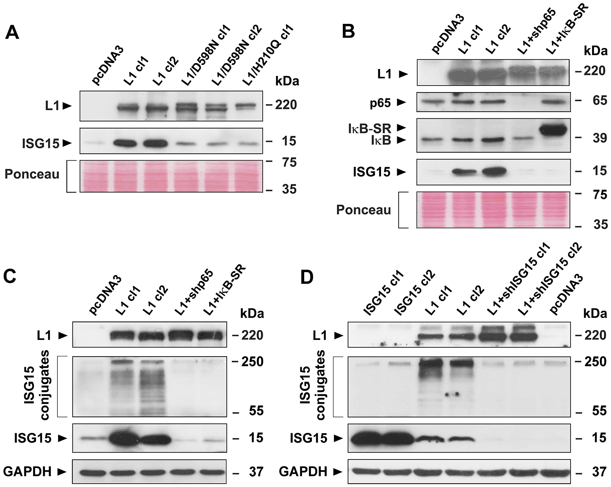 Induction of ISG15 and ISGylation by L1 in CRC cells is blocked when NF-κB signaling is inhibited, or when point mutant L1 forms are expressed in cells.