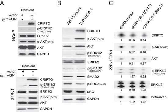 Phosphorylation of AKT and ERK1/2 is increased in human PCa 22Rv1 cells overexpressing CRIPTO.