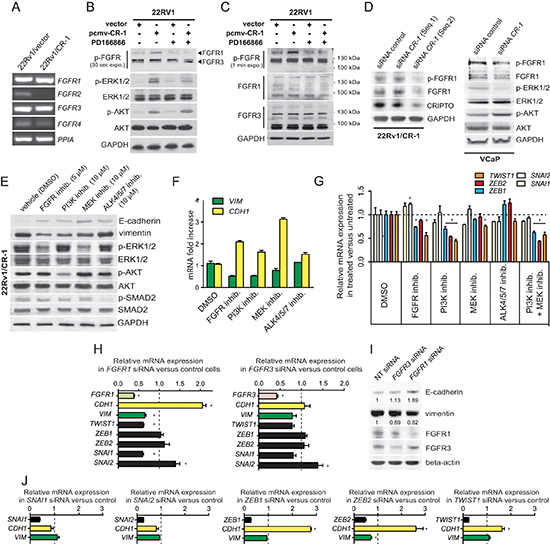 Mesenchymal differentiation elicited by CR-1 overexpression is mediated through parallel actions of AKT and FGFR signals and changes in expression of EMT-TF genes.