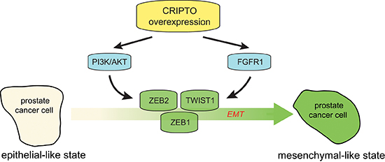 Working model of the regulatory role of CRIPTO in regulating epithelial-mesenchymal transition in human prostate cancer cells.