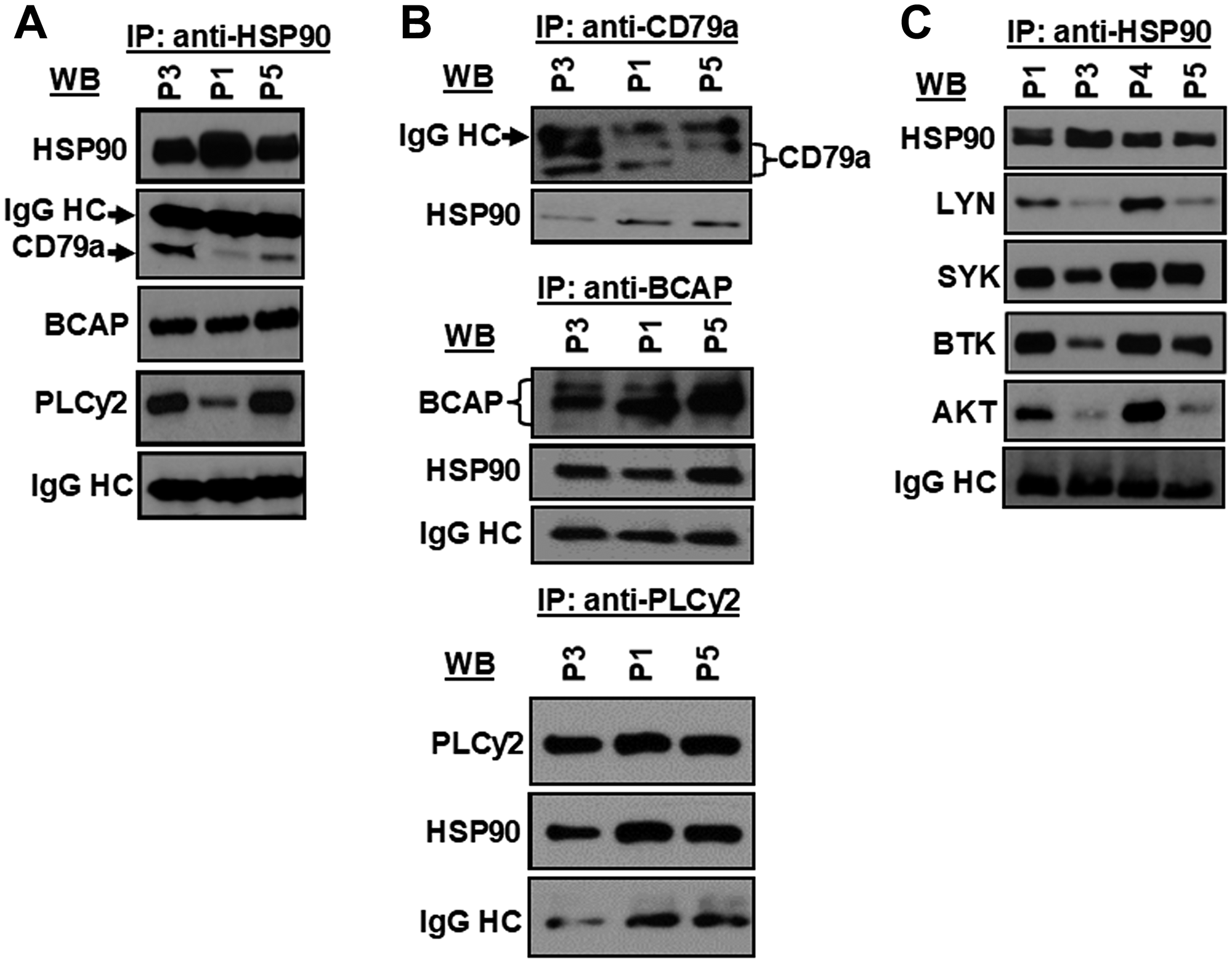 HSP90 forms a multi-molecular complex with kinases, lipase and adaptor molecule of the BCR pathway.