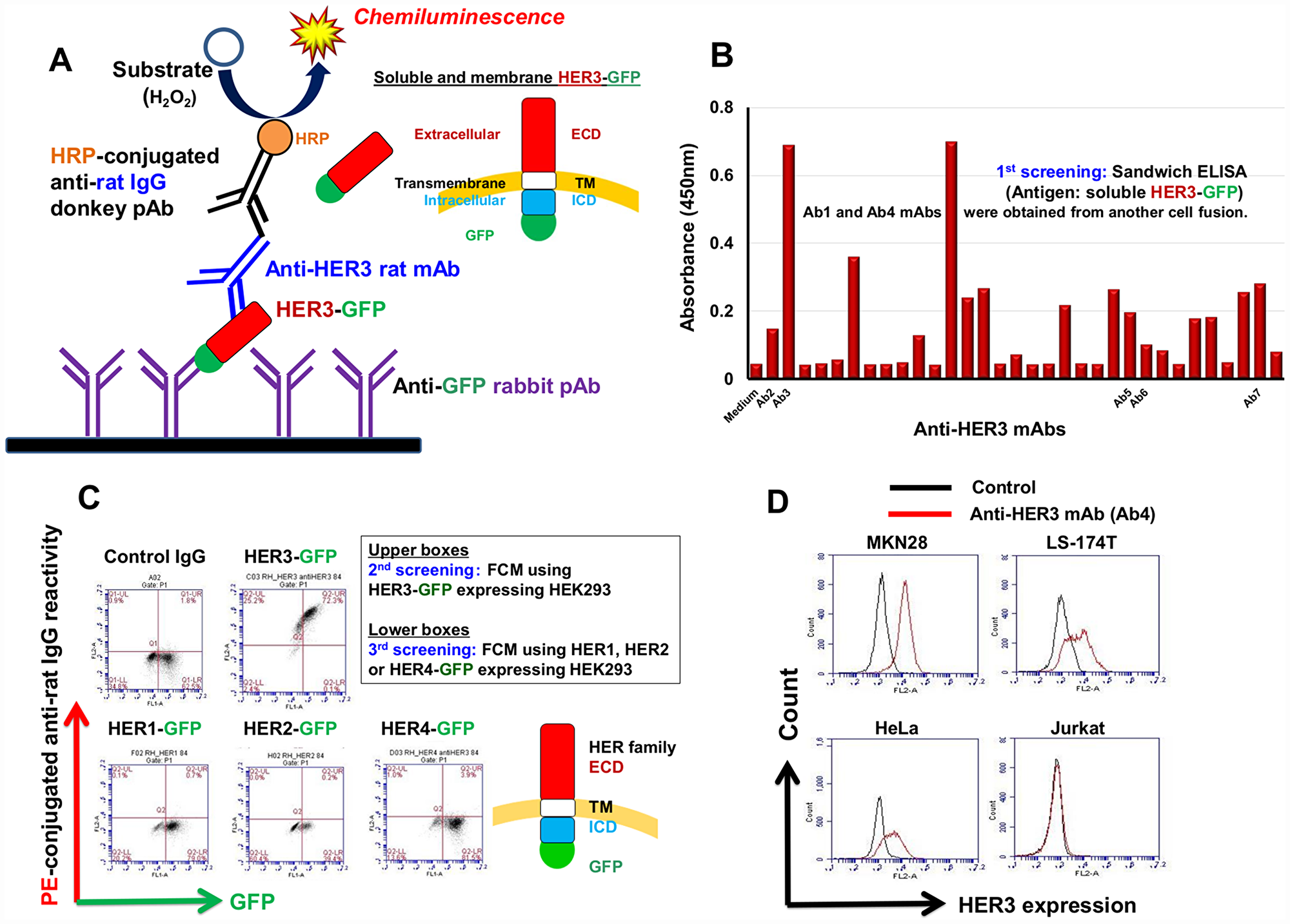 Production of specific anti-HER3 rat mAb.