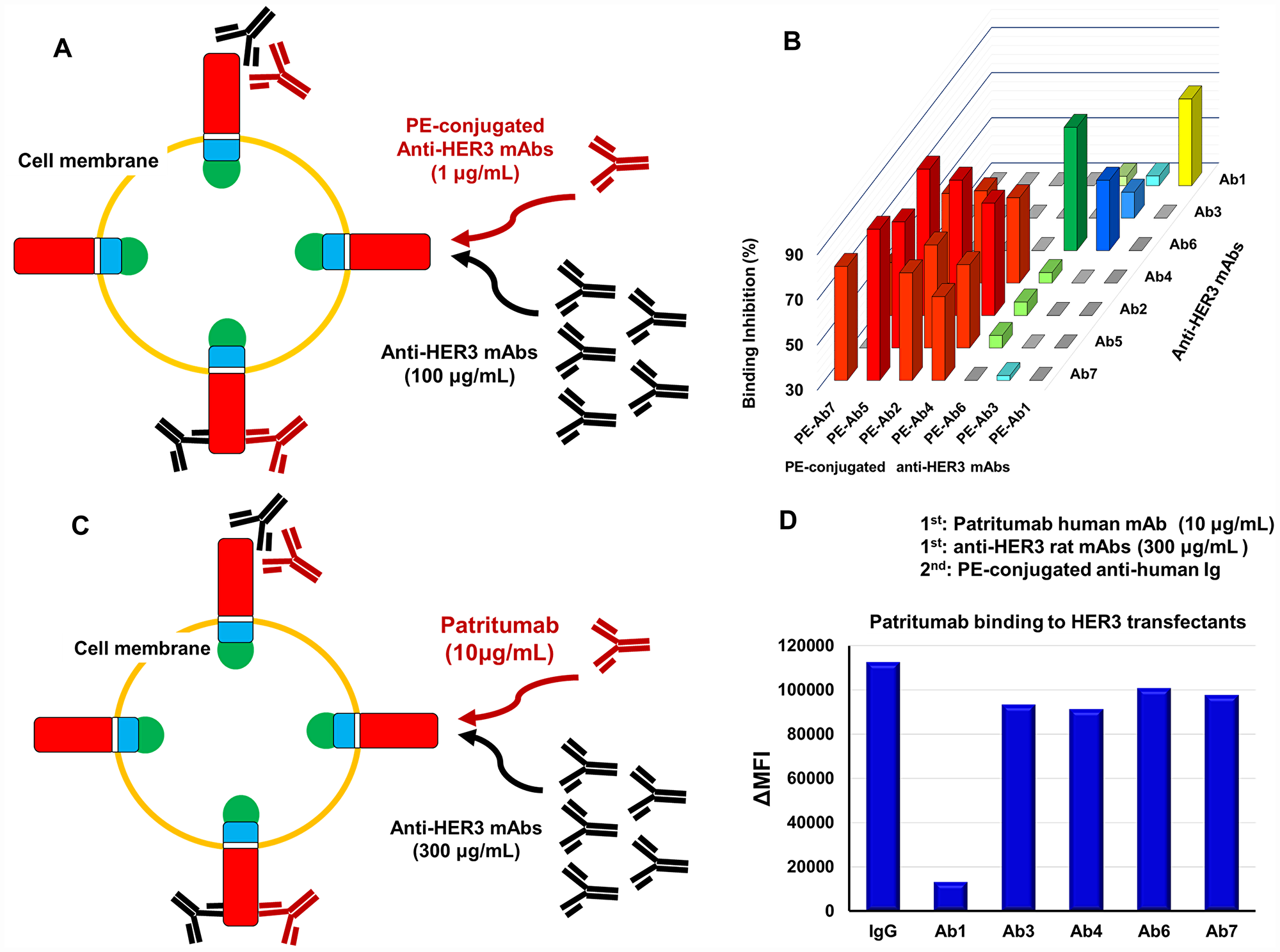 Epitope analysis of anti-HER3 rat mAbs and Patritumab.