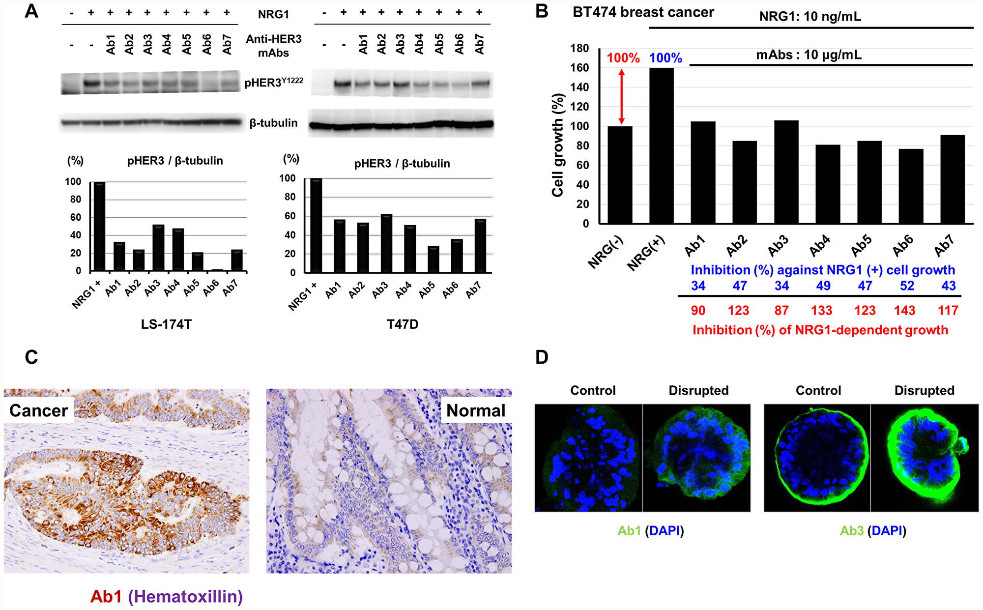 Inhibition of NRG1-induced tyrosine phosphorylation of HER3 and cell growth, and reactivity of anti-HER3 mAbs with human tissues and CTOS.