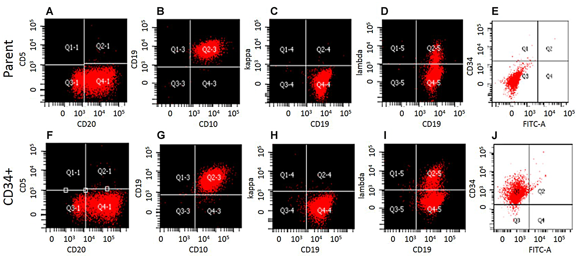 Phenotypic characterization of WSU-WM-CD34+ subset cells.