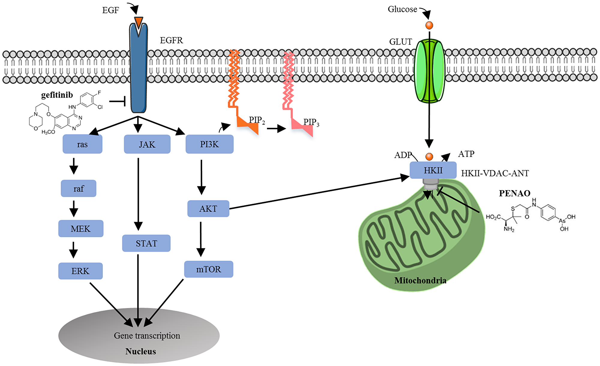 Cross talking between the epidermal growth factor receptor signalling and tumour metabolism pathways in tumour cells.