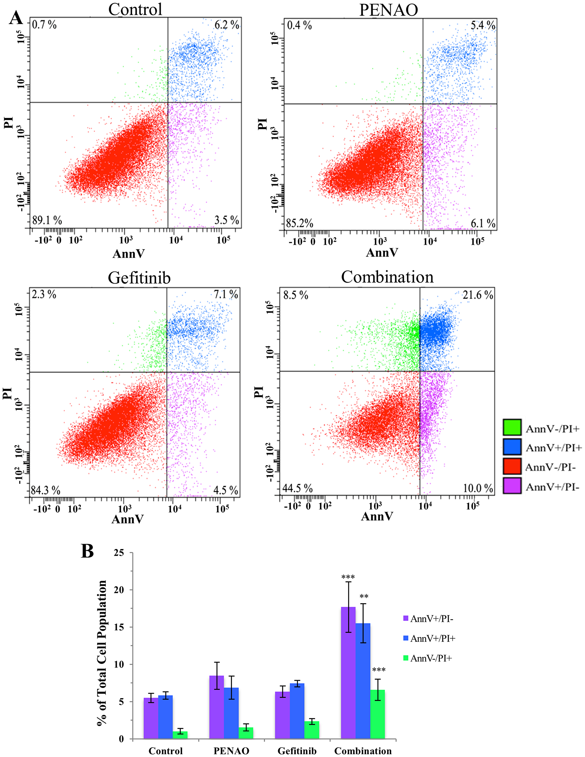 Combination therapy significantly induces cell death via apoptosis and necrosis.