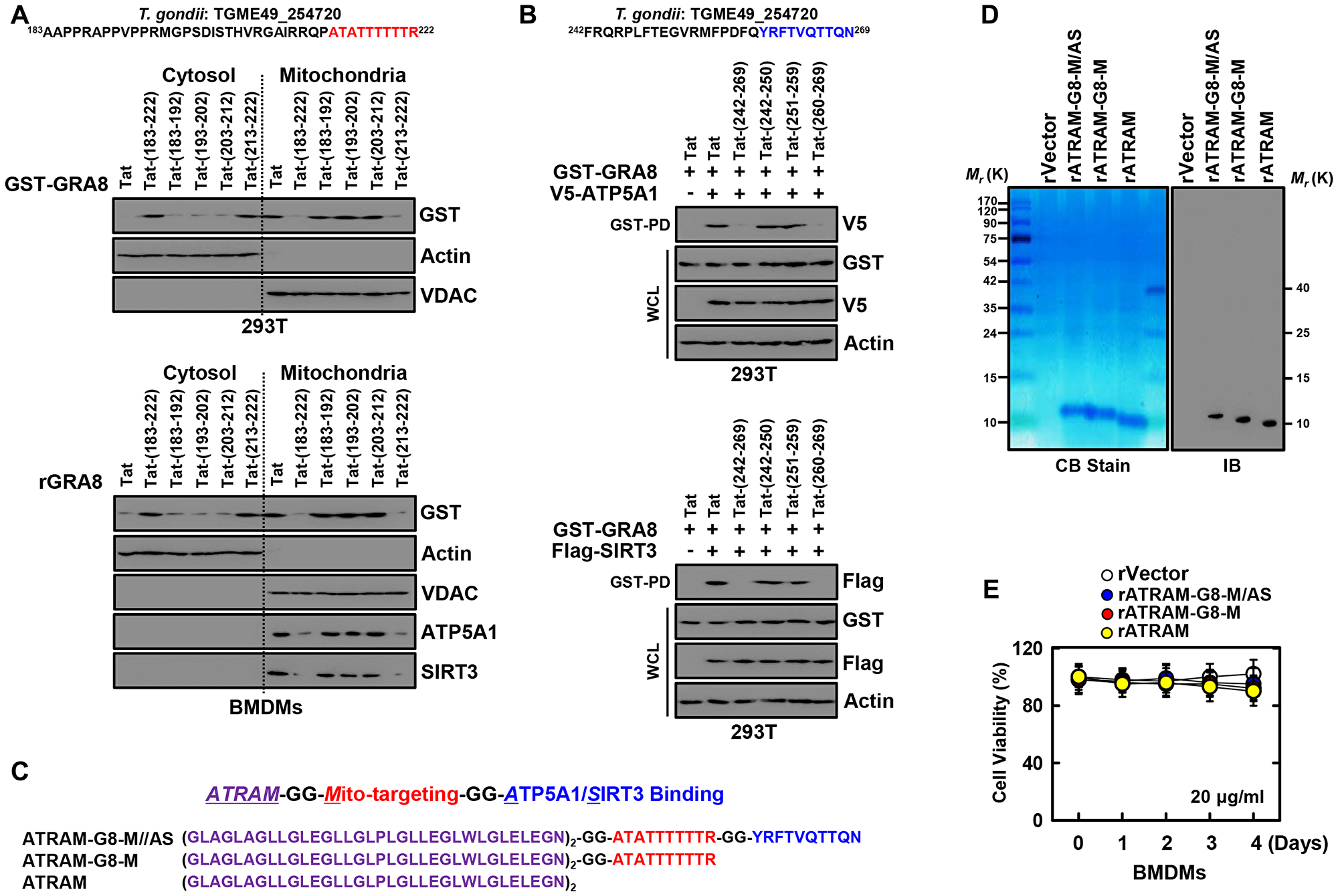 Design and expression of ATRAM-conjugated multifunctional GRA8 peptide-based protein.