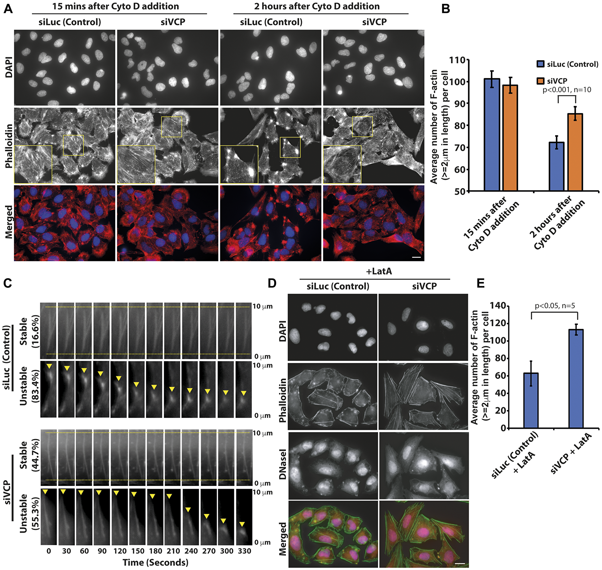 p97/VCP knockdown reduced the actin-depolymerizing effect of Cytochalasin D.