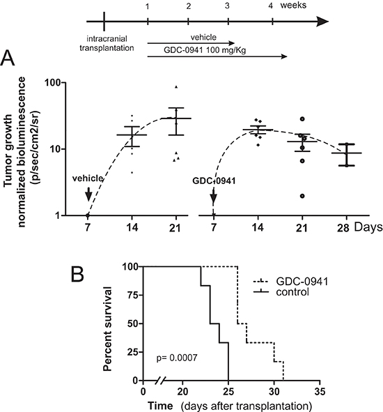 GDC-0941 inhibits tumour growth in vivo and prolongs the event-free survival of mice bearing intercranial medulloblastomas.