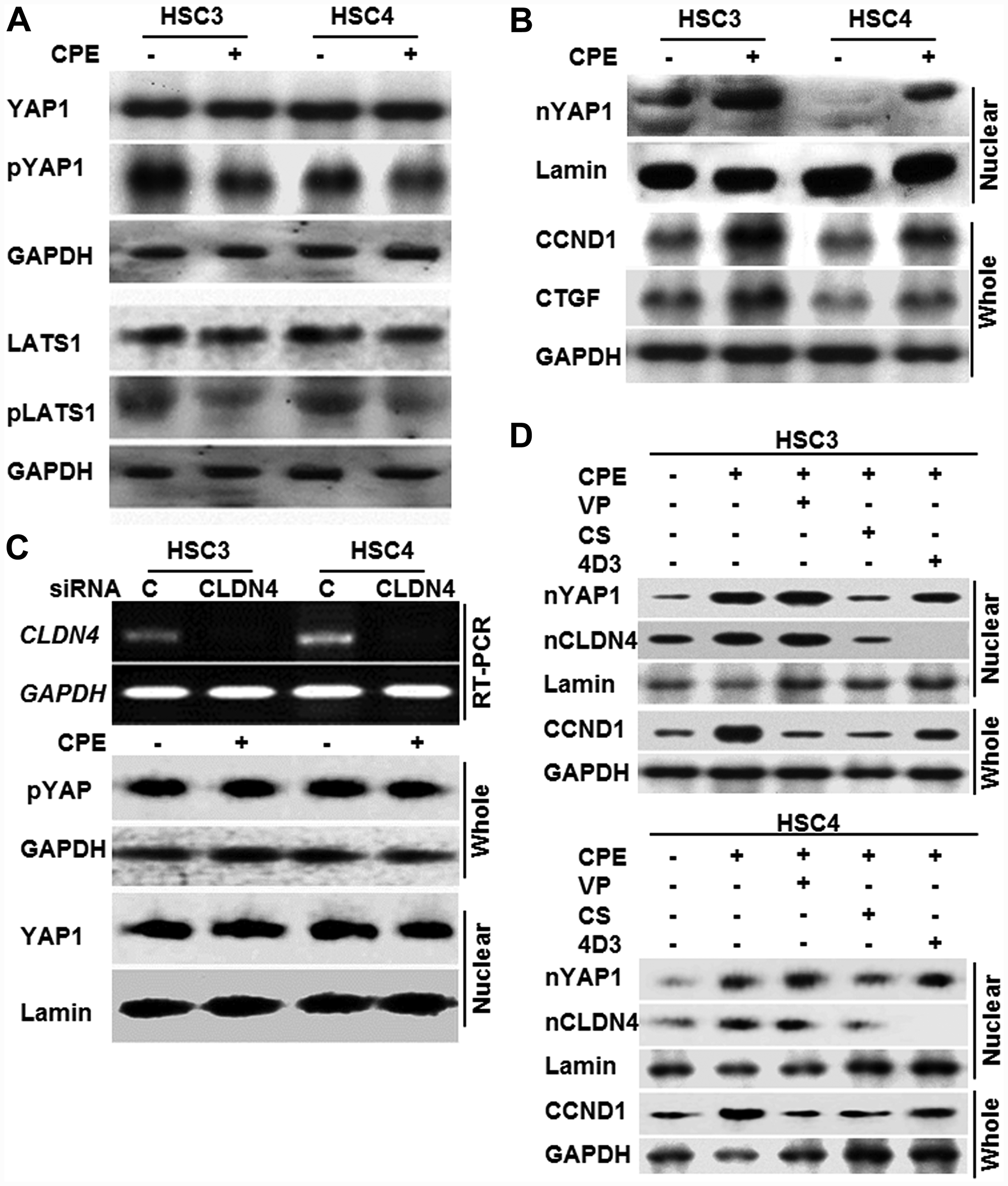 Effect of CPE on YAP1 activation in OSCC cells.