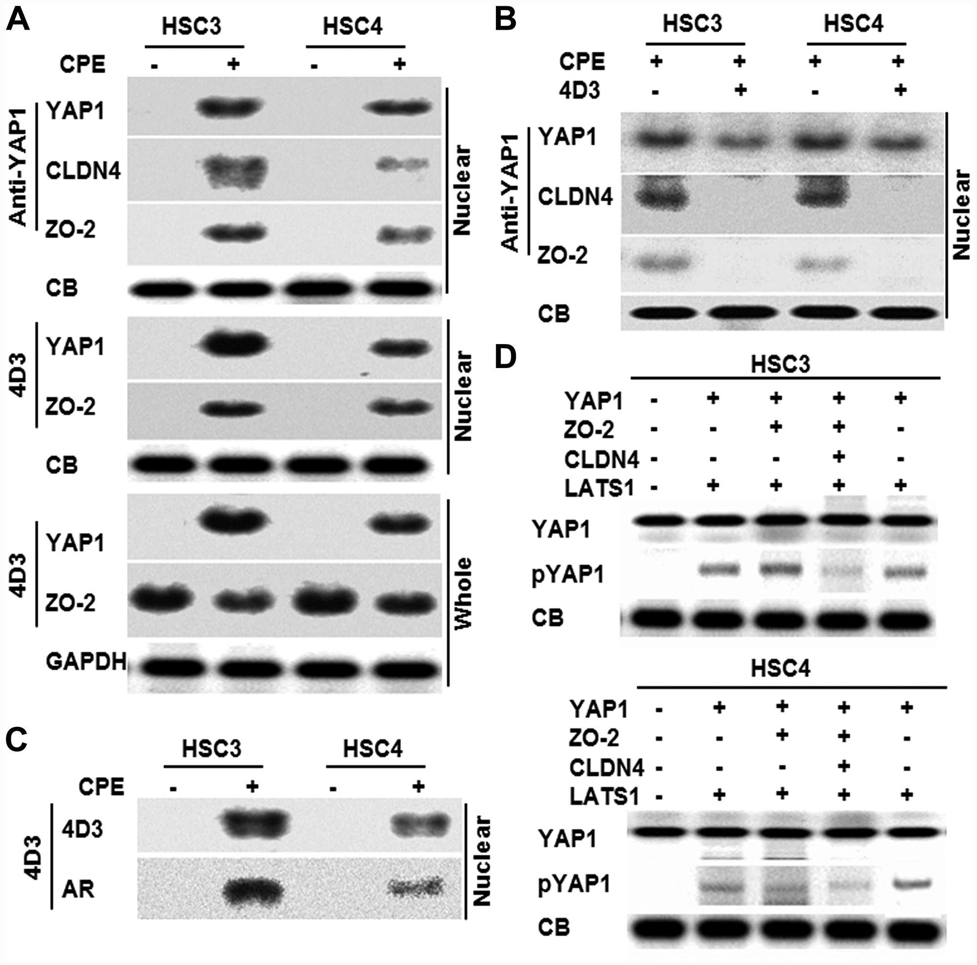 Effect of CPE on interaction of CLDN4 and YAP1 in OSCC cells.
