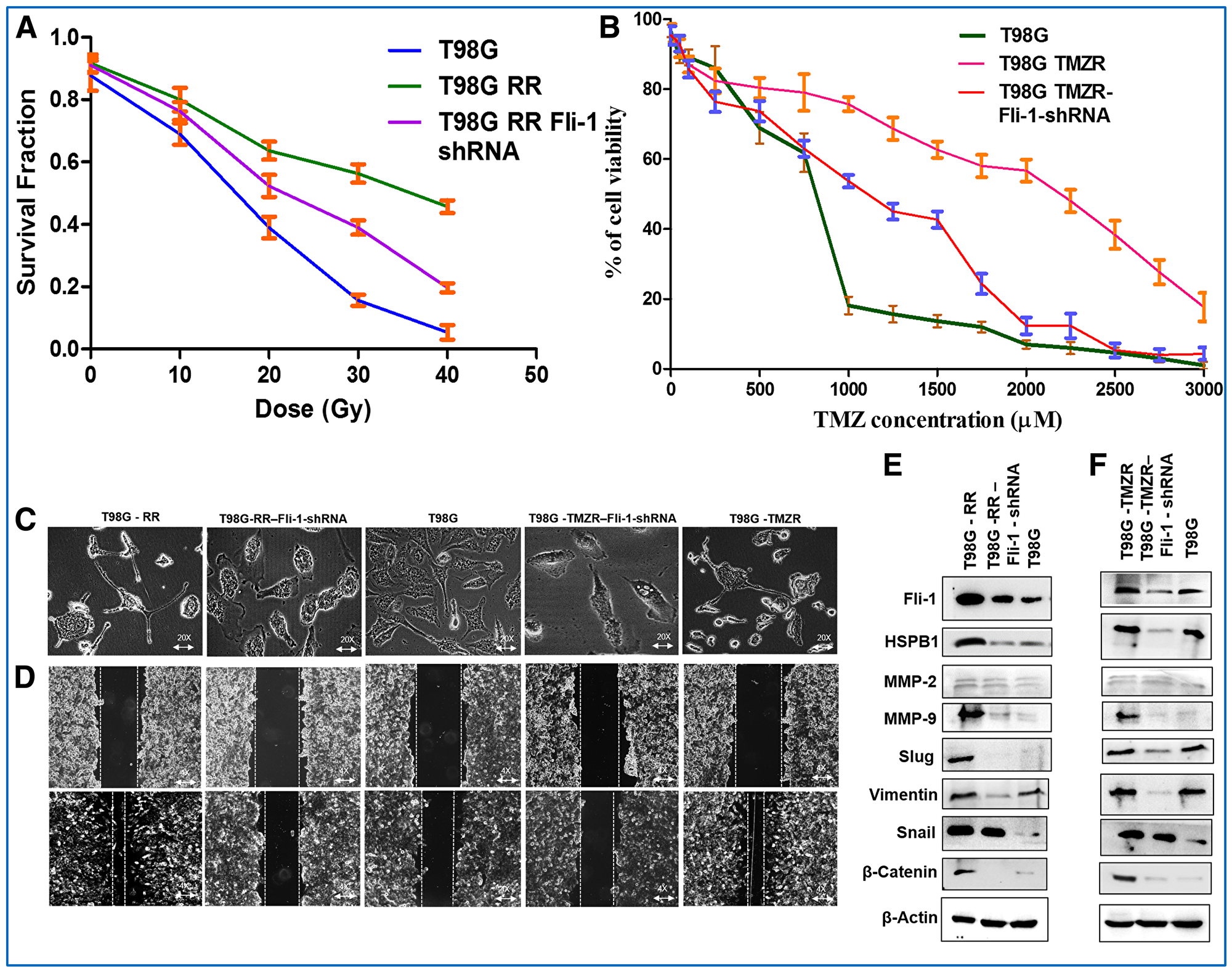 Therapeutic resistance is reversed in Fli-1 knockdown stable T98G RR Fli-1 shRNA and T98G TMZR Fli-1 shRNA cells.