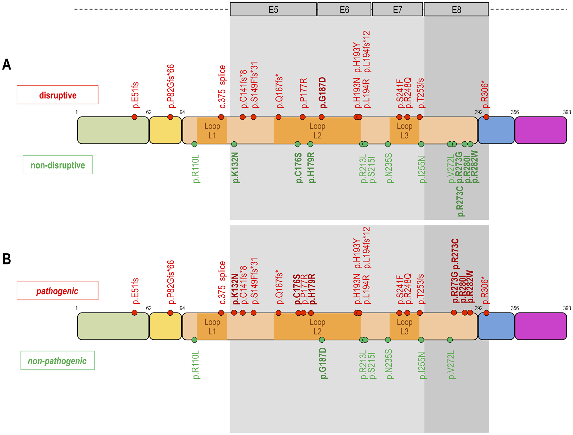 Classification of TP53 mutations.