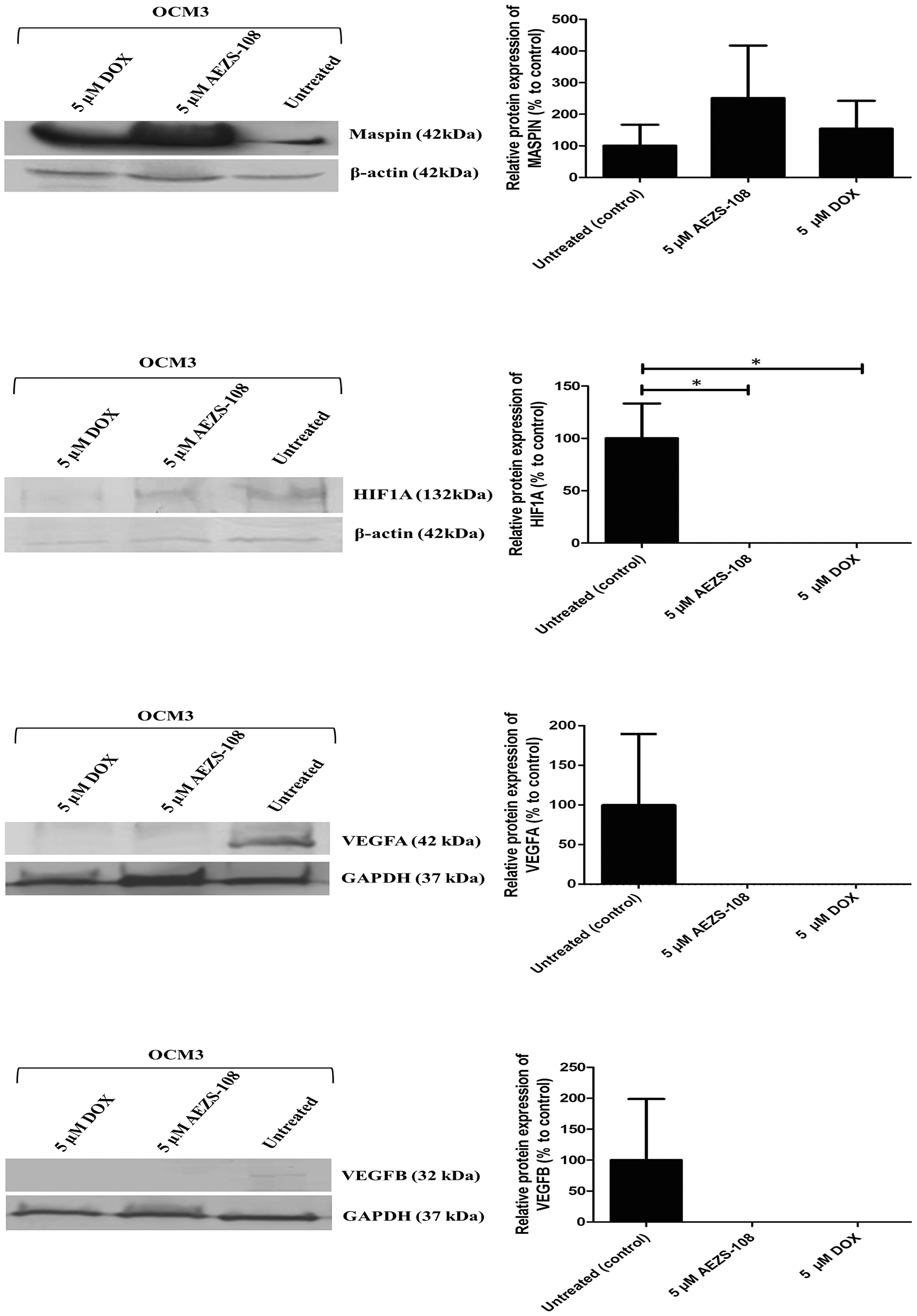 Western blot analysis of MASPIN, HIF1A, VEGFA and VEGFB protein expression after 24 hours of treatment with 5 µM AEZS-108 and 5 µM free DOX treatments from OCM3 cells.