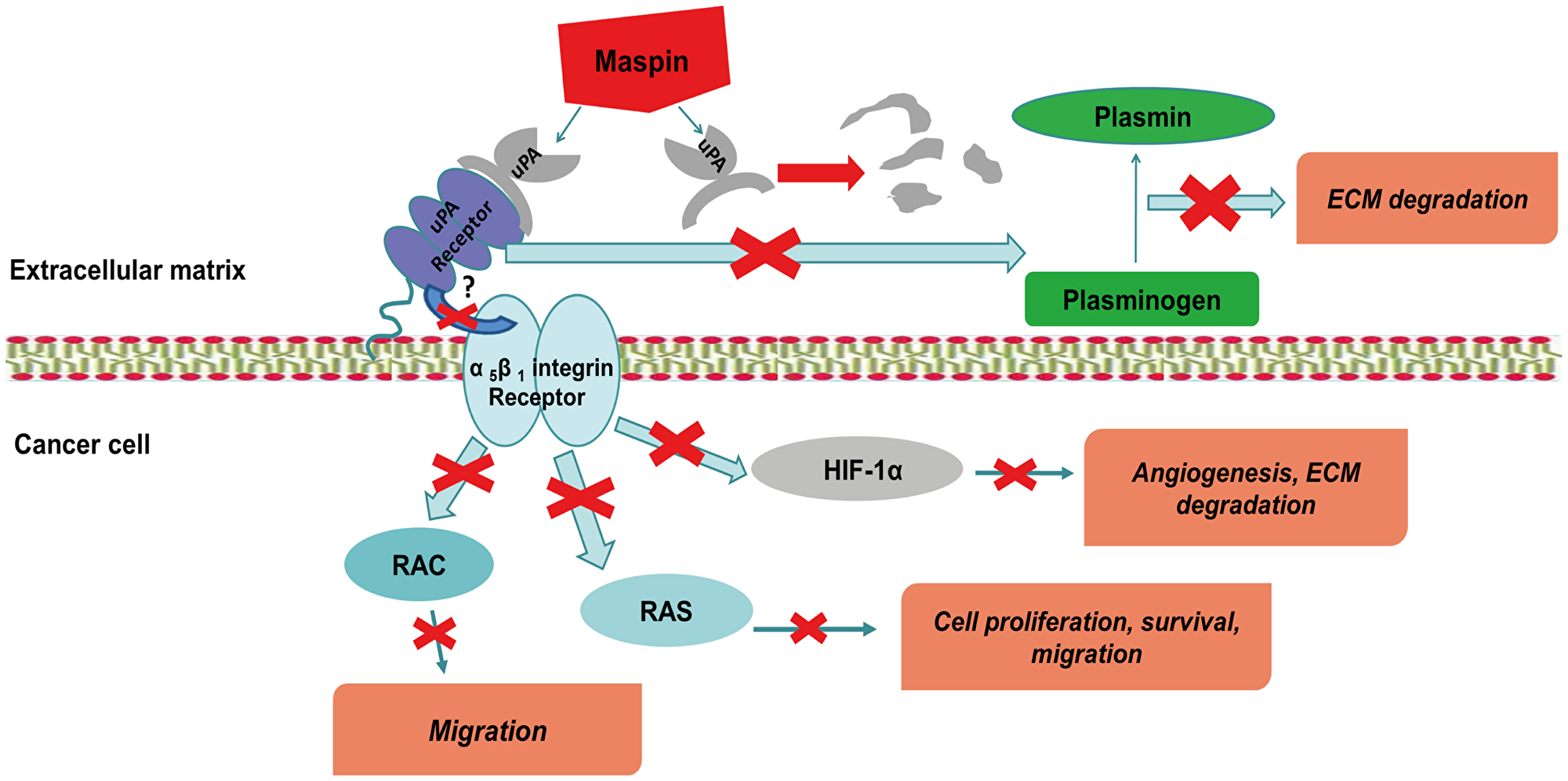 Figure 5: MASPIN can prevent the formation of UPA - UPA-receptor complex by a single step, and thus decrease the possibility of the abnormal degradation of the ECM, the development metastasis and angiogenesis.