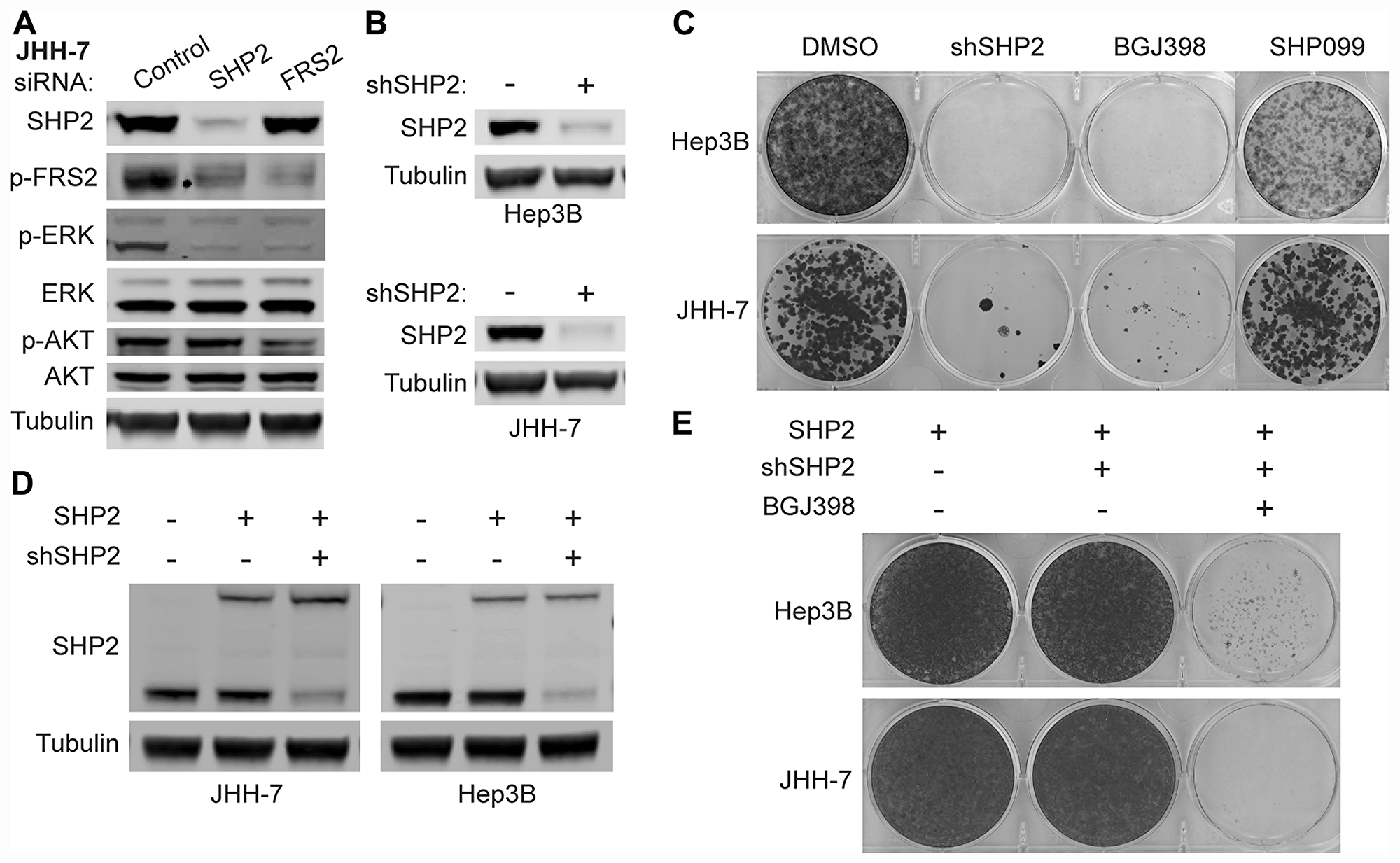 FGFR-activated MAPK signaling depends on SHP2.