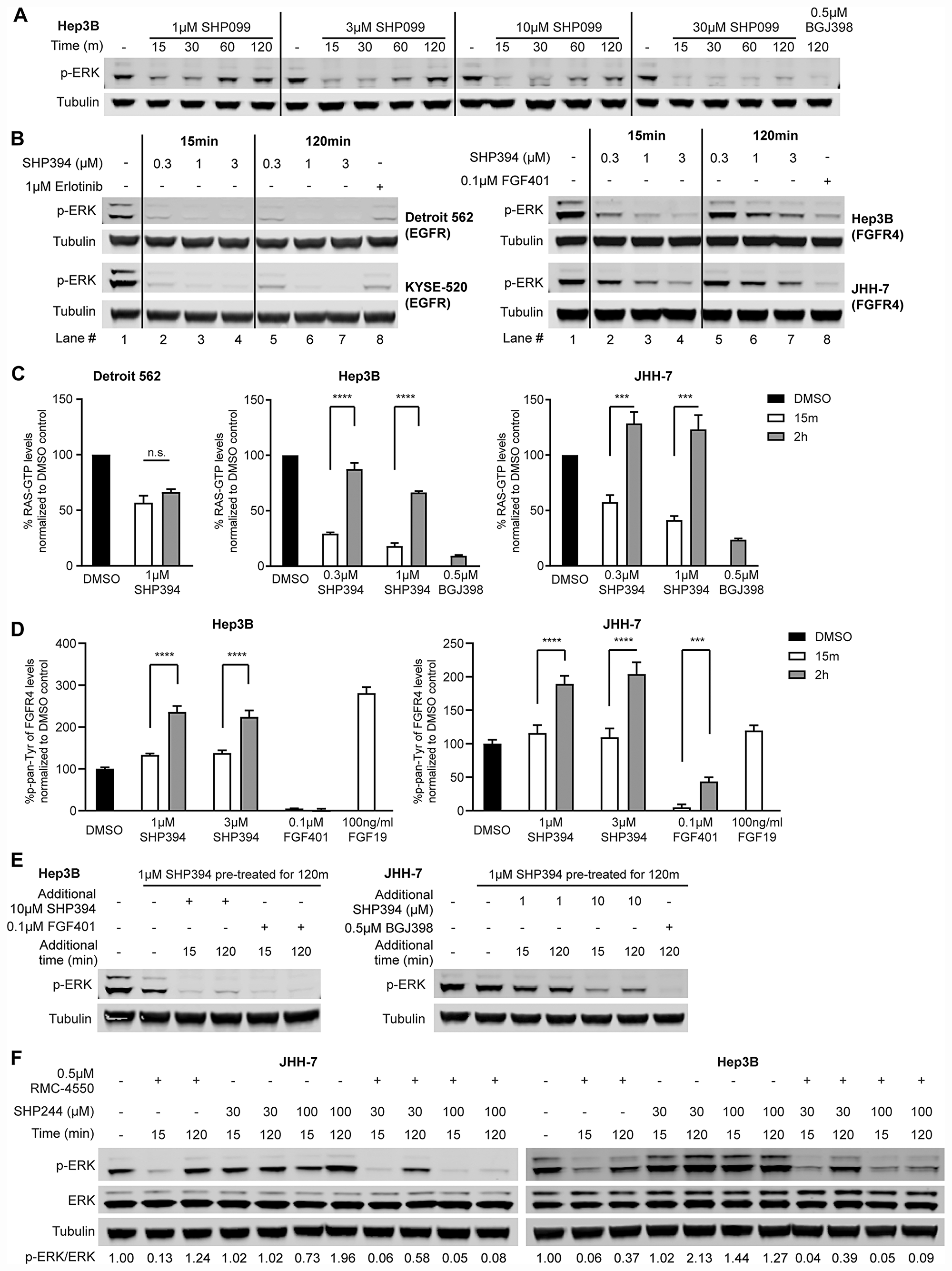 Rapid feedback activation of FGFR causes resistance to SHP2 inhibitors.