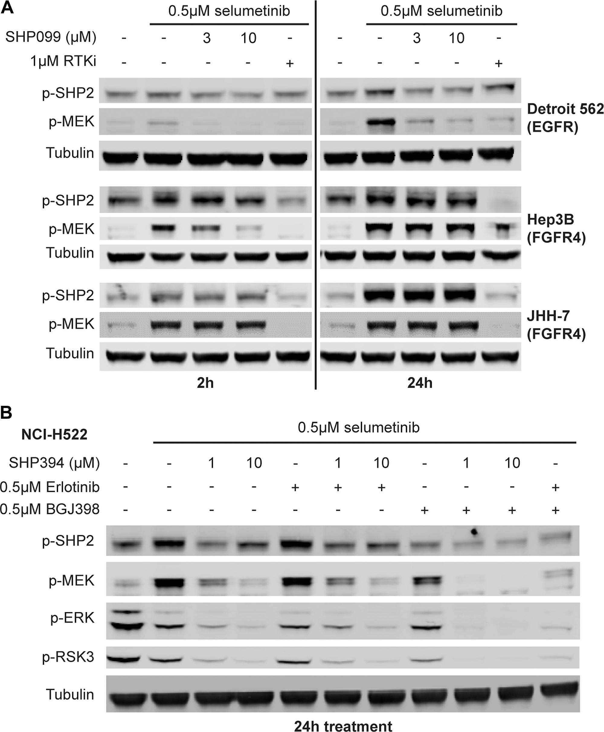 MEKi-induced feedback activated SHP2 by FGFR is resistant to allosteric SHP2 inhibitors.