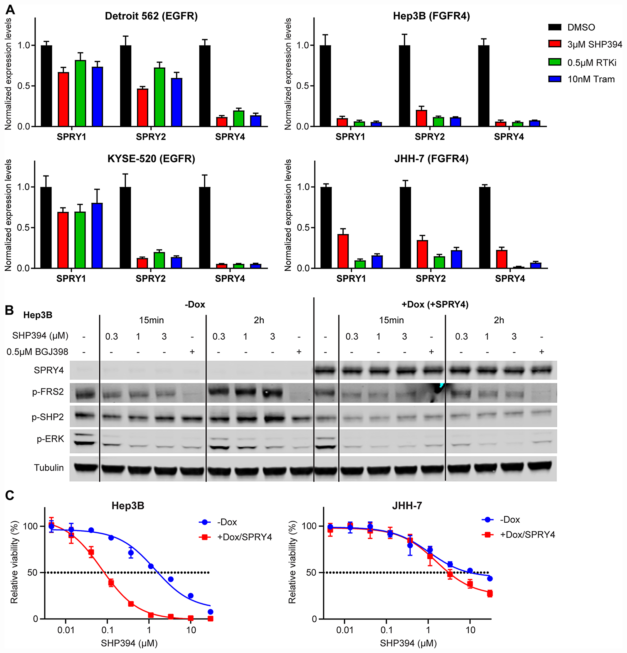 Rapid FGFR feedback activation is caused by downregulation of Sprouty proteins.