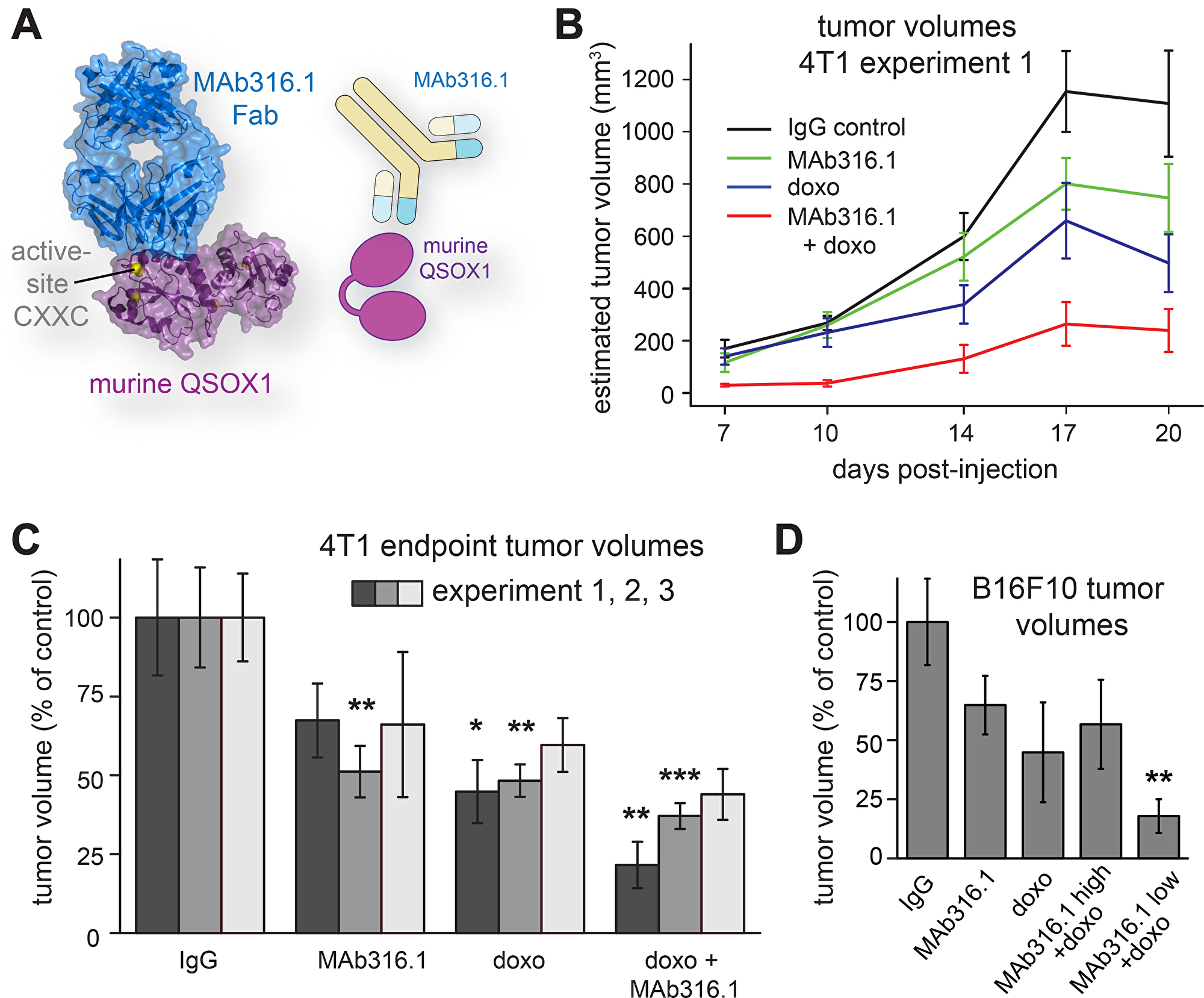 Syngeneic mammary tumor and melanoma models treated with QSOX1 inhibitory monoclonal antibody and chemotherapy.