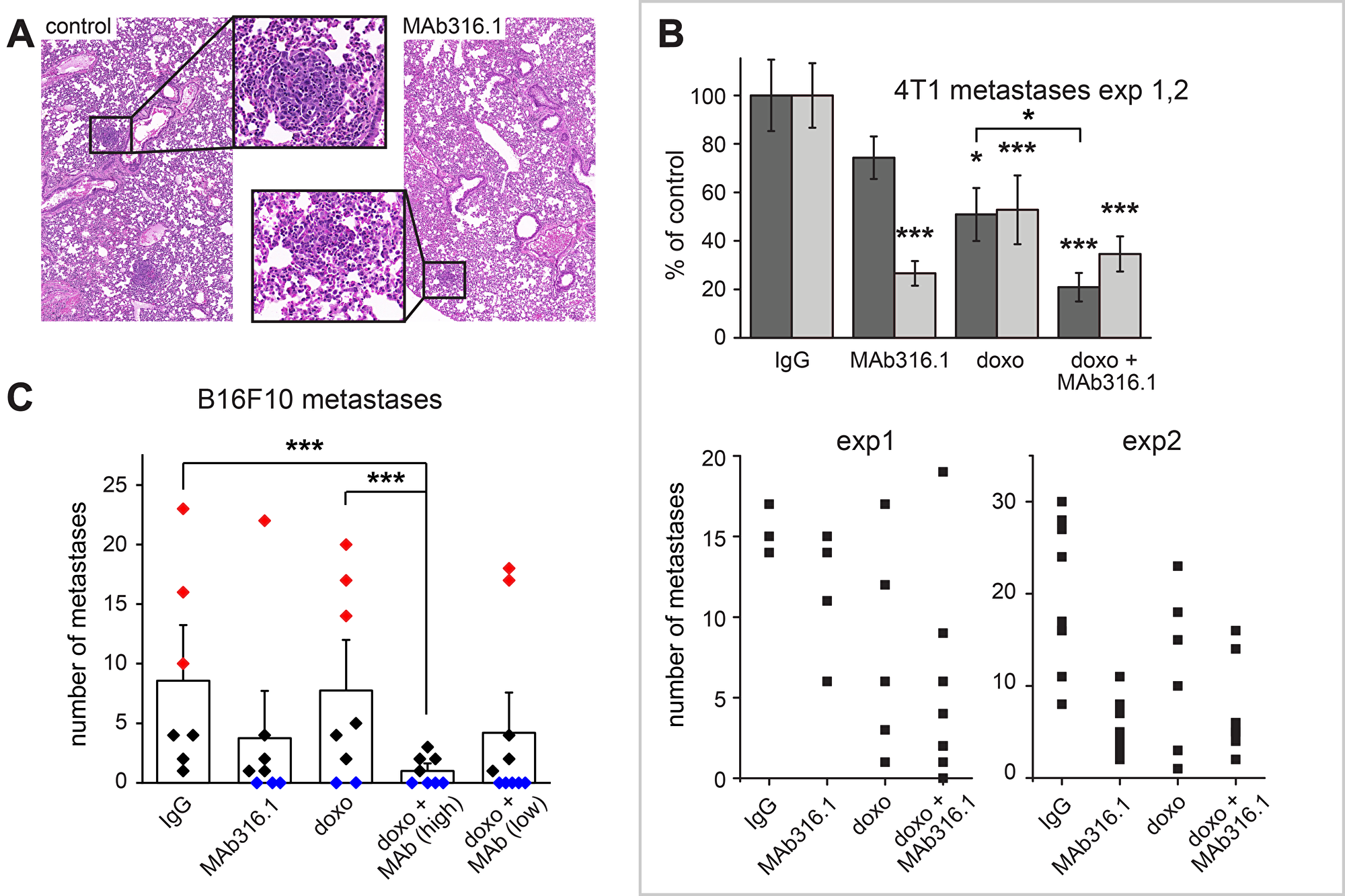 Lung metastases in 4T1 and B16F10 models.