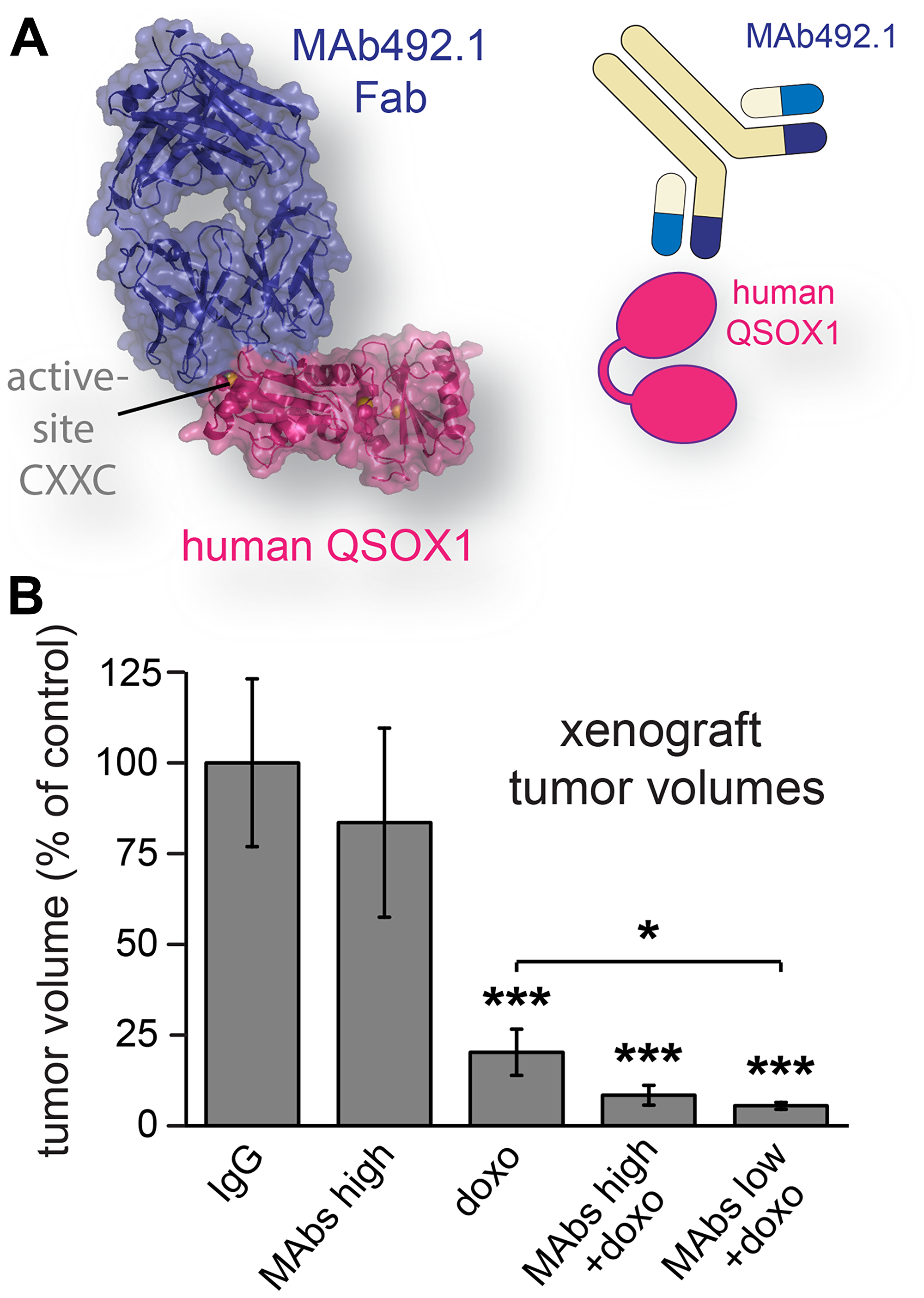 Human breast cancer xenograft model treated with QSOX1 inhibitory monoclonal antibodies and chemotherapy.