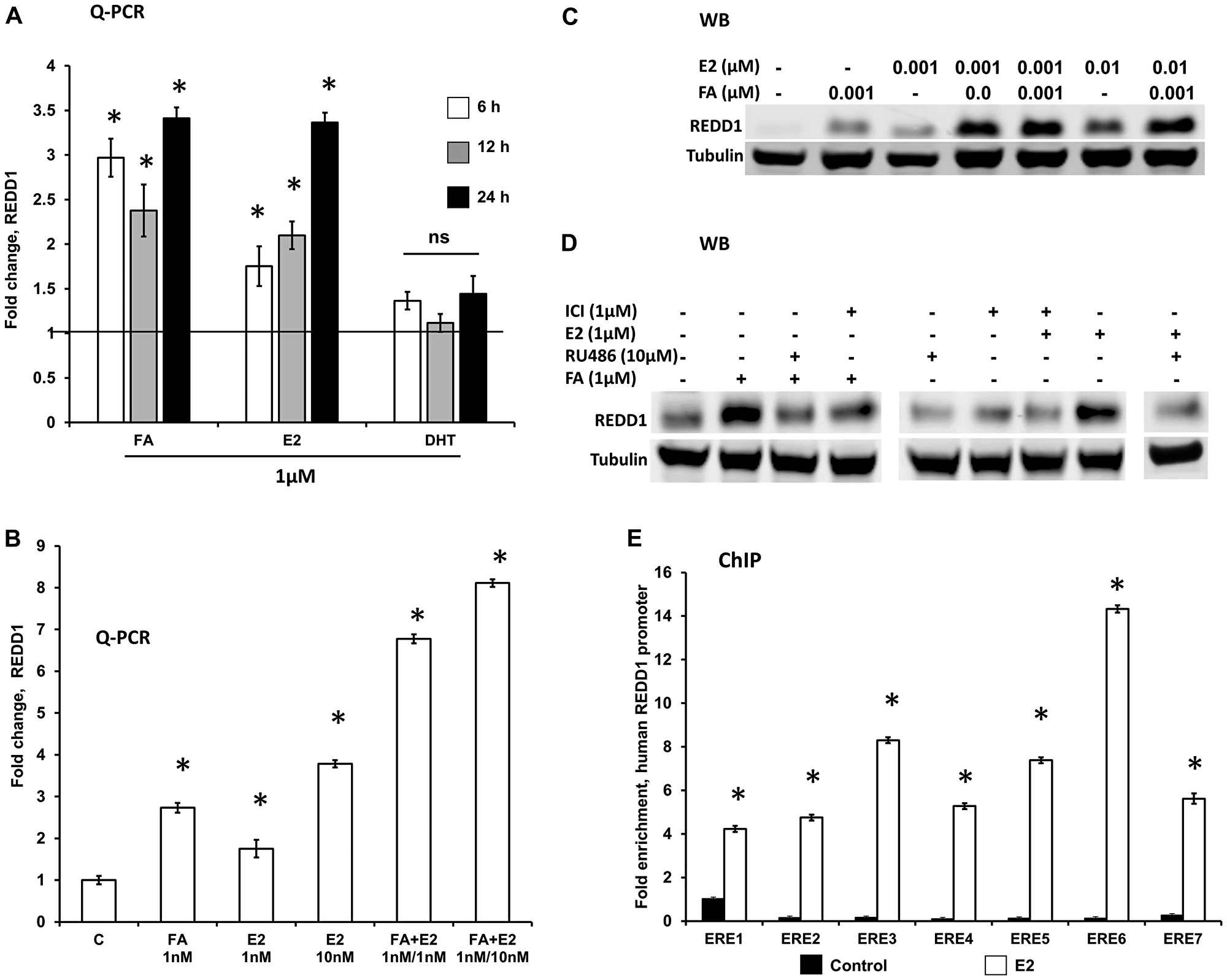 REDD1 expression in keratinocytes is co-regulated by glucocorticoids and estrogens.