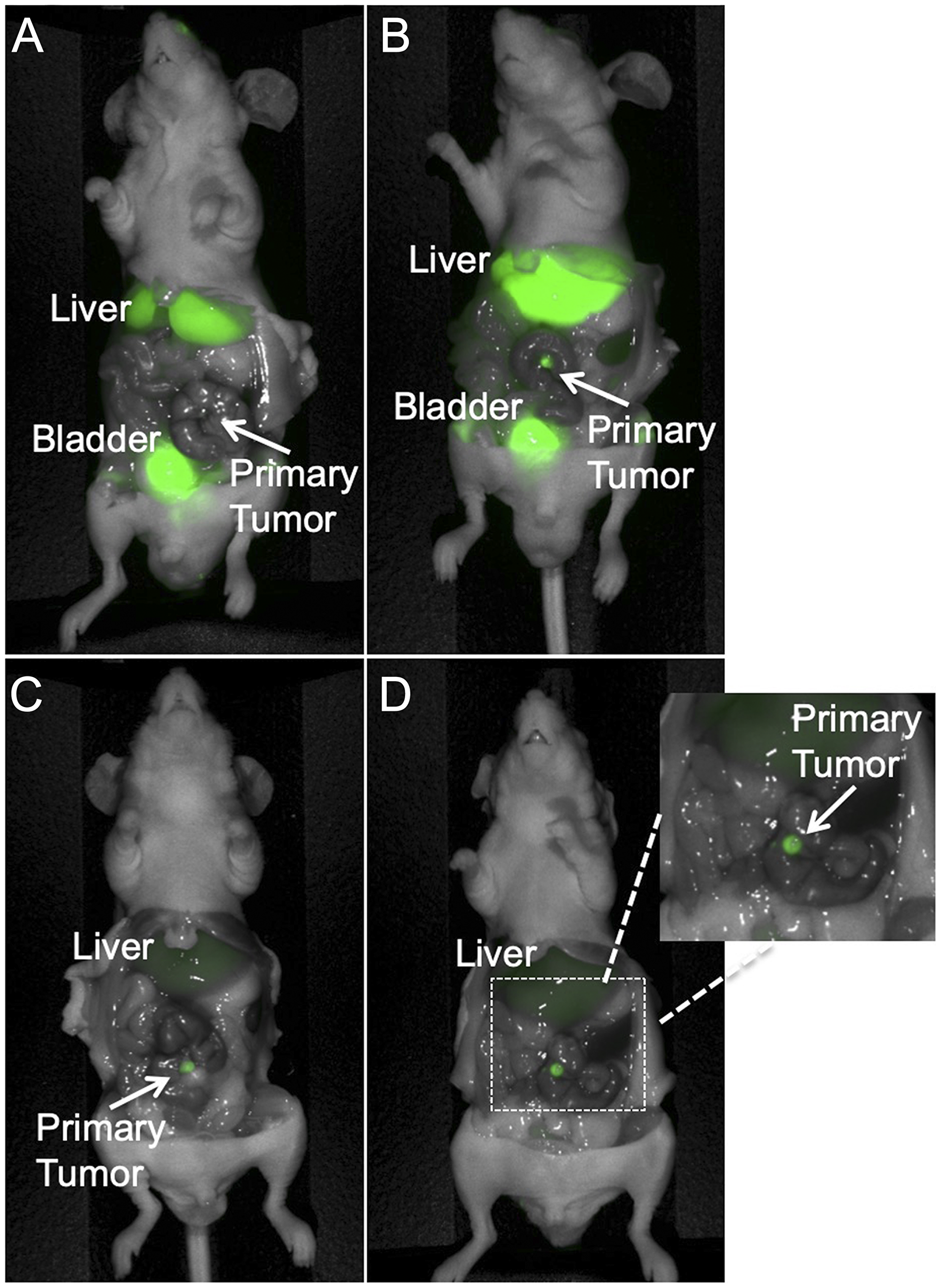 Representative dose response imaging of 6G5j-IR800CW in a PDOX model established with tumor implantation to the colon with patient colon cancer metastasis to the lung (Lung 4).